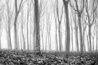 L'edera L'edera