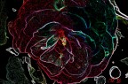 Elektroflower Elektroflower
