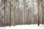 Wintery forest