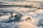 fog fog