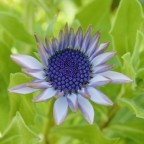 Fiore Fiore