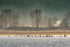 Lago Kerkini - Grecia