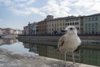 Il turista