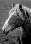 Cavallo... Cavallo...
