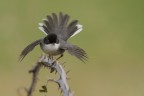 Occhiocotto. (Sylvia melanocephala) Occhiocotto. (Sylvia melanocephala)
