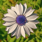 Macro Macro