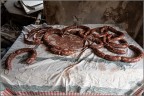 Salsiccia o salciccia ? Salsiccia o salciccia ?