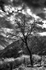 L'albero L'albero