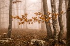 ultime foglie