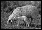 pecora e agnellino pecora e agnellino