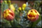 Tulipani