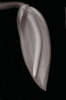 Fiore Fiore