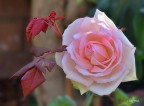 Rosa 2 Rosa 2