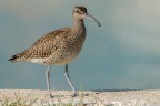 Chiurlo piccolo (Numenius phaeopus) Chiurlo piccolo (Numenius phaeopus)