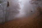 Autumn Falls Autumn Falls