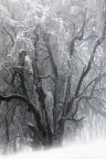 Big tree under the snow Big tree under the snow
