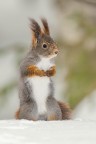 Red squirrel Red squirrel