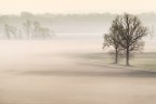 Foggy Foggy