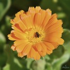 Sopra la calendula