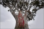 L'albero dell'amore L'albero dell'amore