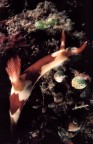 Nembrotha lineolata