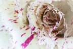 La Rosa che si mangia.. La Rosa che si mangia..