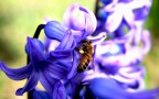 primavera.. primavera..