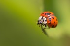 Coccinella arlecchino