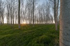 trees trees
