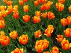 Tulipani Tulipani