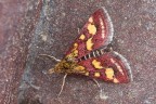 La Pyrausta purpuralis � una falena graziosa, ma molto piccola, per cui pubblico direttamente un ritaglio.
Critiche e commenti sono graditi.
M2876