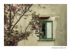 Aprile in Rosa