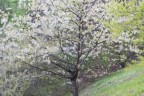 Impressioni di Primavera Impressioni di Primavera