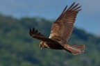 Falco Falco