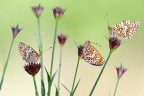 Butterflys Butterflys