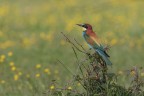 Gruccione_Merops-apiaster-_DSC6297 Gruccione_Merops-apiaster-_DSC6297
