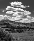 Colli faentini Colli faentini