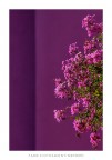 il colore viola il colore viola
