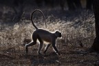 Langur Langur