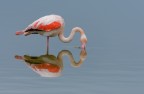 Fenicottero