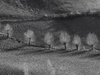 Alberi Alberi