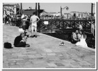 Piccioni veneziani..... Piccioni veneziani.....