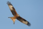 Nibbio reale (Milvus milvus) Nibbio reale (Milvus milvus)