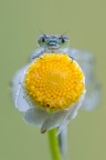 Damigella su fiore Damigella su fiore