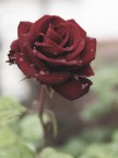 Rosa rossa Rosa rossa