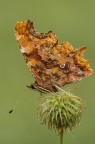 Polygonia c-album