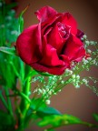 Rose Rose