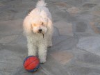 Rigore...dagli 11 metri Rigore...dagli 11 metri
