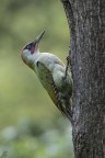 ..picchio verde maschio..
