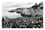 Fico degli ottentotti in B&W Fico degli ottentotti in B&W